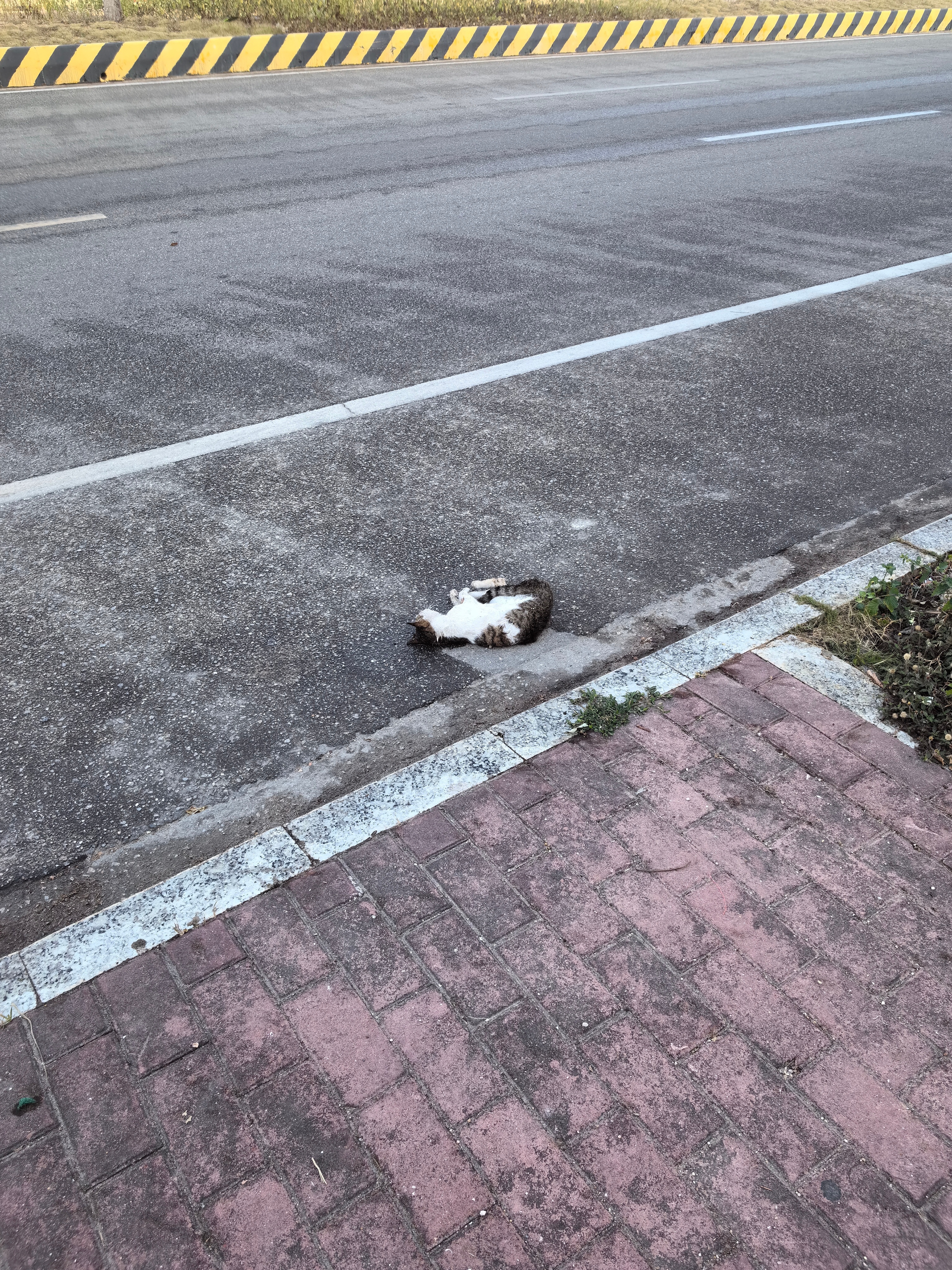 [苦涩]小猫，下辈子投个好人家叭 