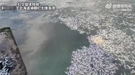 太震惊了！日本北海道惊现7公里长死鱼带！40年未见惨状，当地政府急呼：切勿接触！