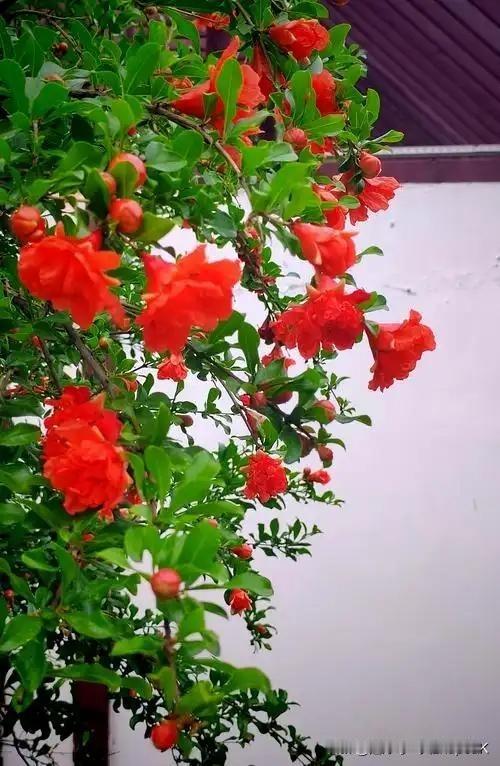 《五月榴花照眼明》
——唐·韩愈
五月榴花照眼明，
枝间时见子初成。
可怜此地无