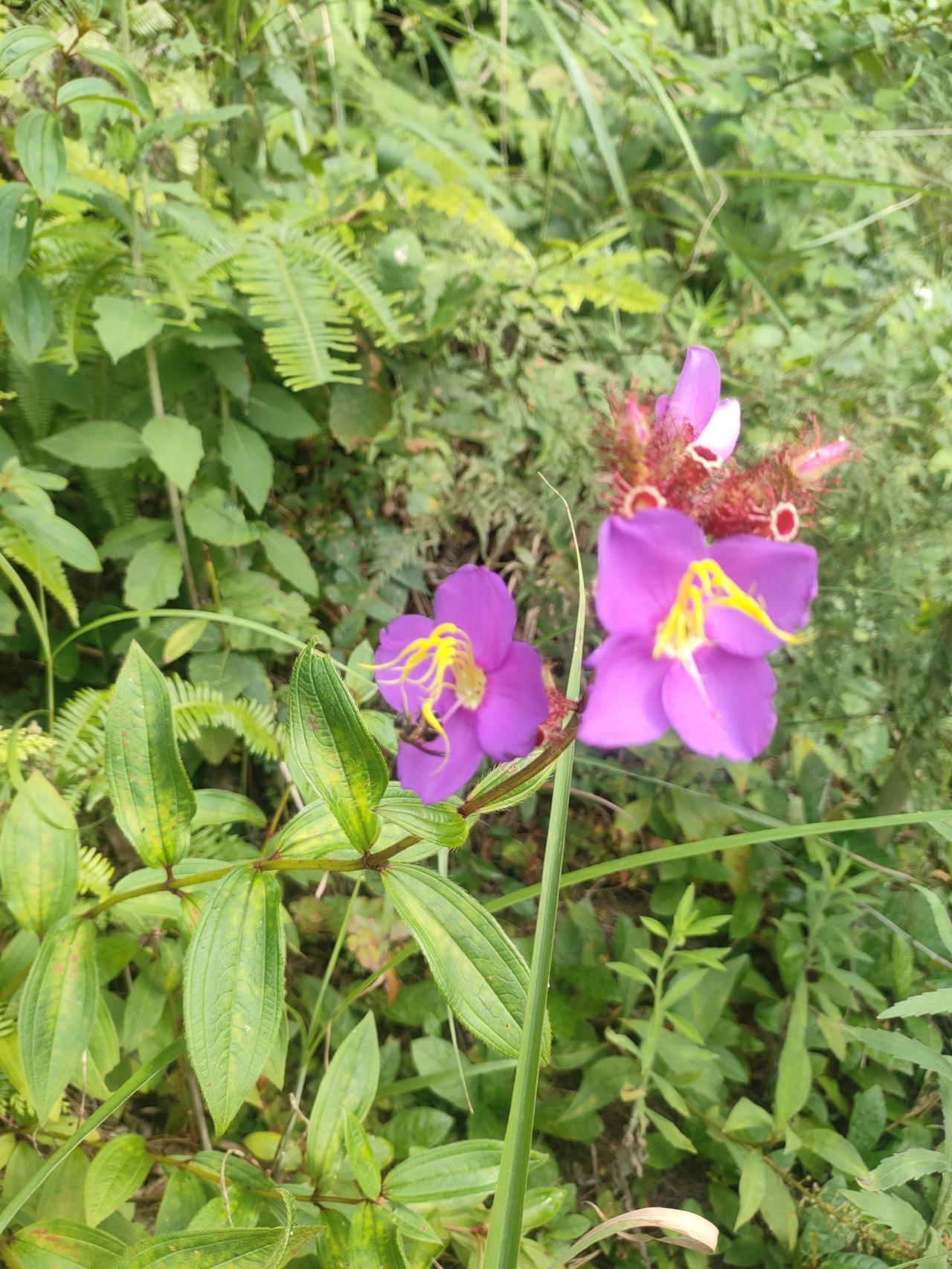 夏日生活打卡季认识这种叫什么花吗，桐梓九坝的山上可见。