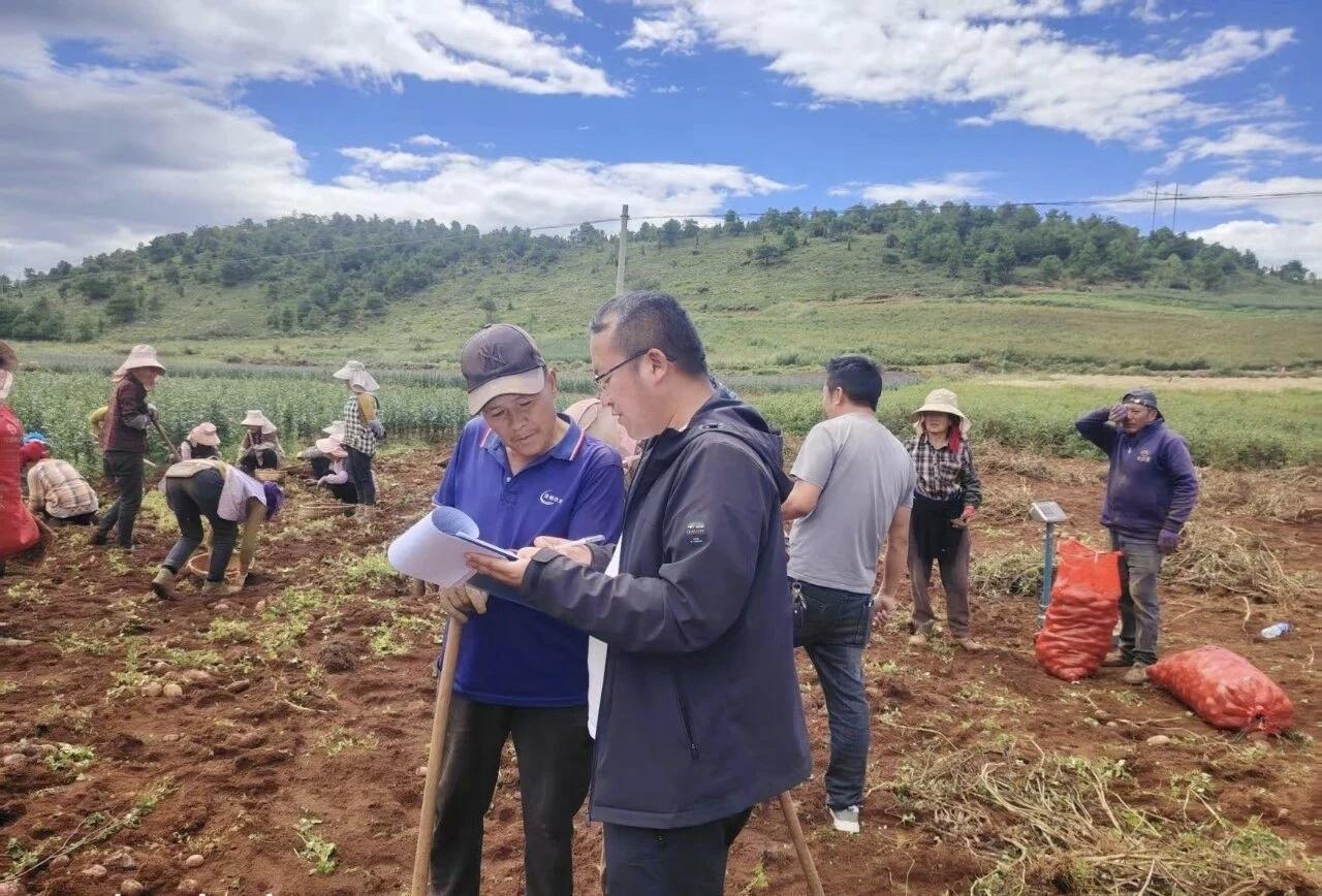 鹤庆晒锁洋芋采收记
（图/ 张珍   文/张树忠）

       鹤庆草海镇，