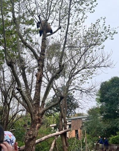 这二货应该是惯犯了！你越担心它越来劲，越爬越高，还故意摇晃树枝，就喜欢听你们的尖