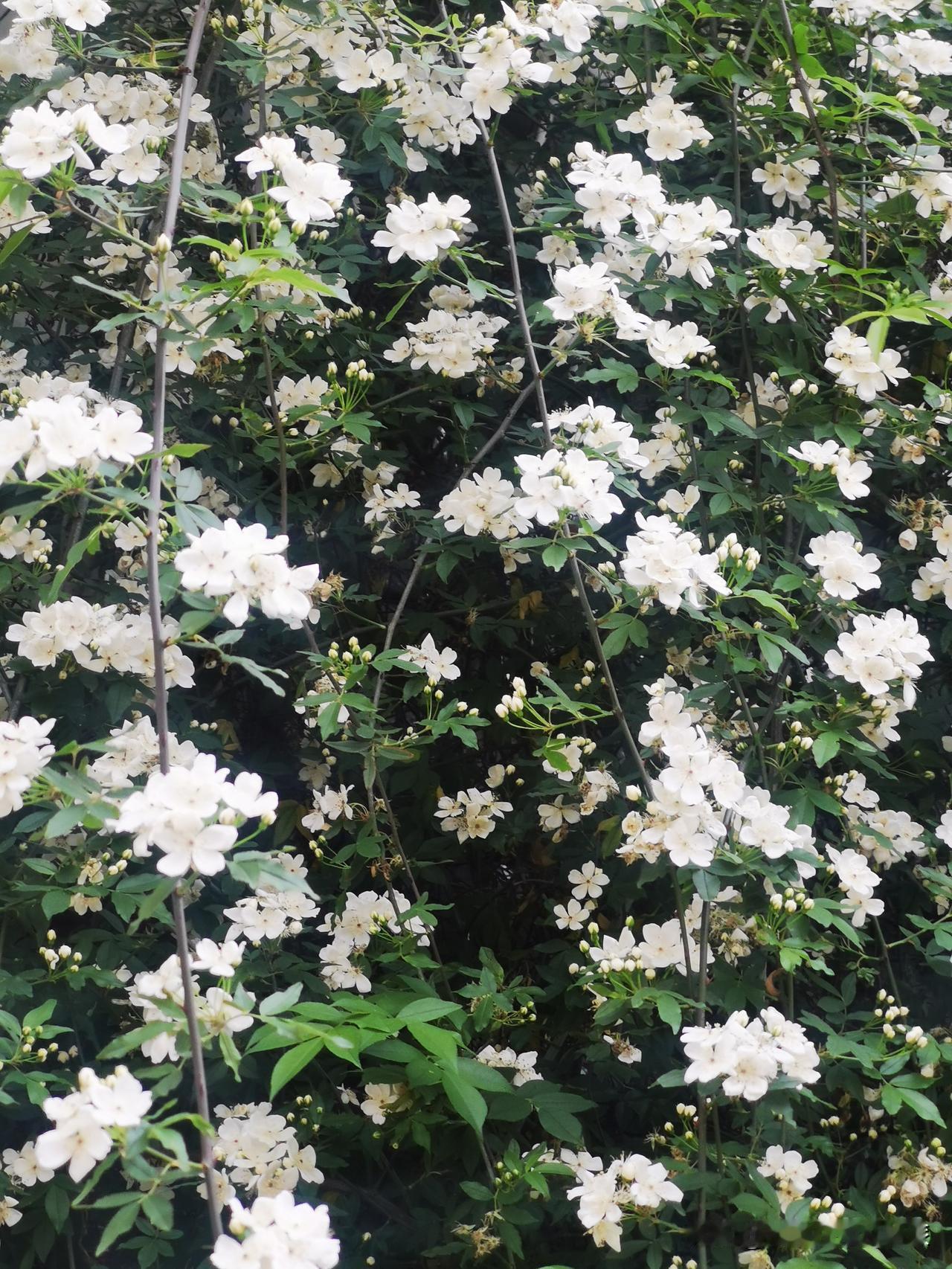 不苟不俗，方得人生真意

人这一生，
活出潇洒真意，只需摒弃两个字：
“苟”与“