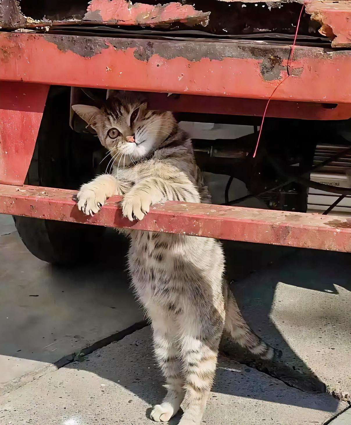 那只拼命追车的流浪猫，揭开了成年人最不愿承认的真相

武汉服务区，陈师傅啃着泡面