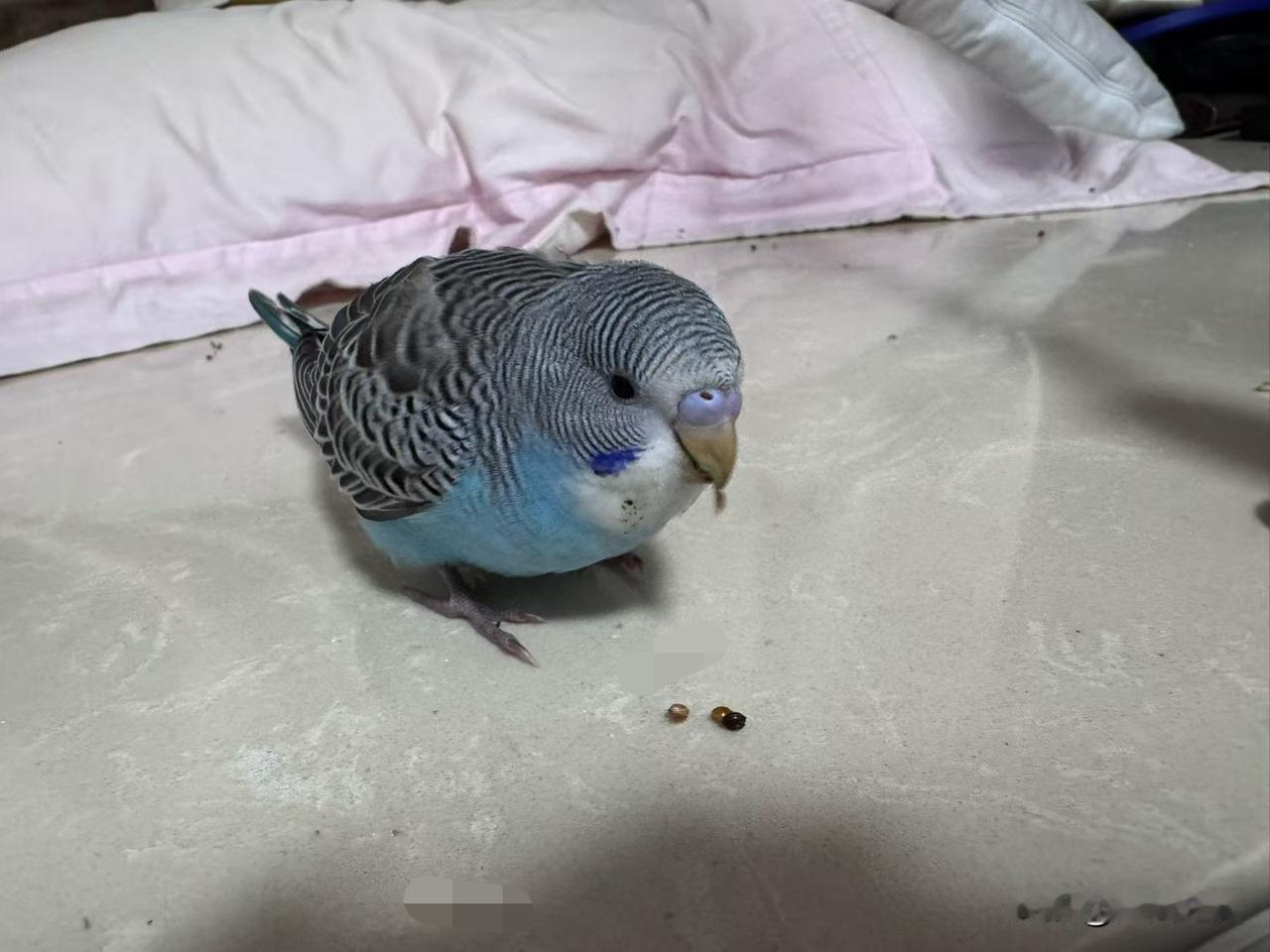 【小对联】
上：……？
下：小尾巴。