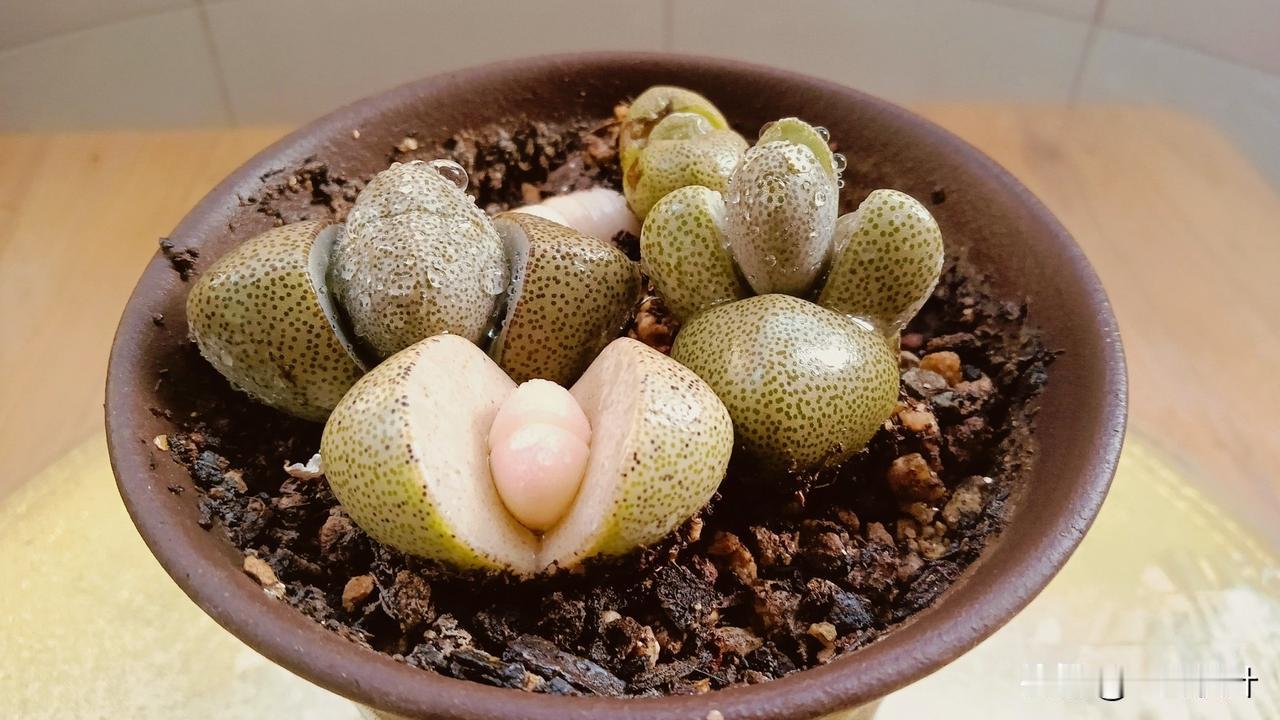 这是我买的元宝，买的时候大小差不多，现在不仅长得大小不一，而且爆的崽颜色也不一样