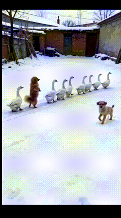 救命！这只狗子的操作笑不活了
 
谁能想到，一只狗子的显眼包行为，能把路人逗得直