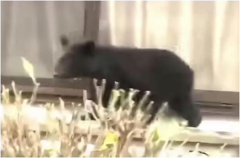 日本熊灾泛滥成灾，都严重到要出动自卫队了。今年日本各地熊出没和伤人报告不断增多，