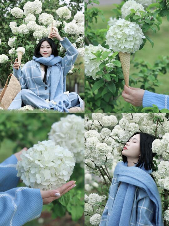 长沙赏花｜四月的浪漫是木绣球给的