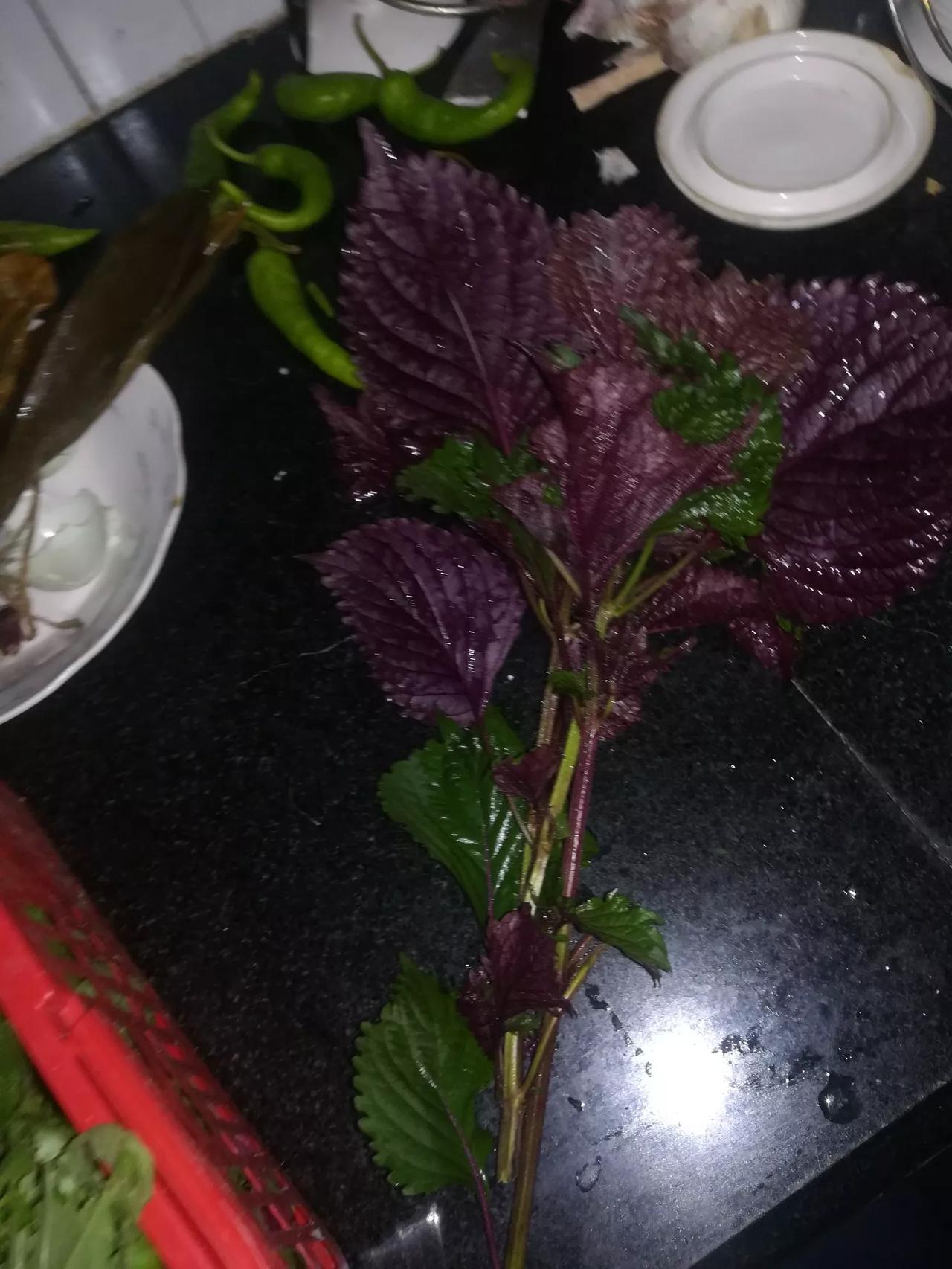 #记录花草的世界# 
这两天雨太大了
早晨起来在阳台上摘了一把紫苏
一把焊菜
两