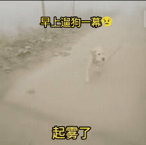 狗狗这是看到了什么吗
不然也不会突然停下来
蹲在那里
