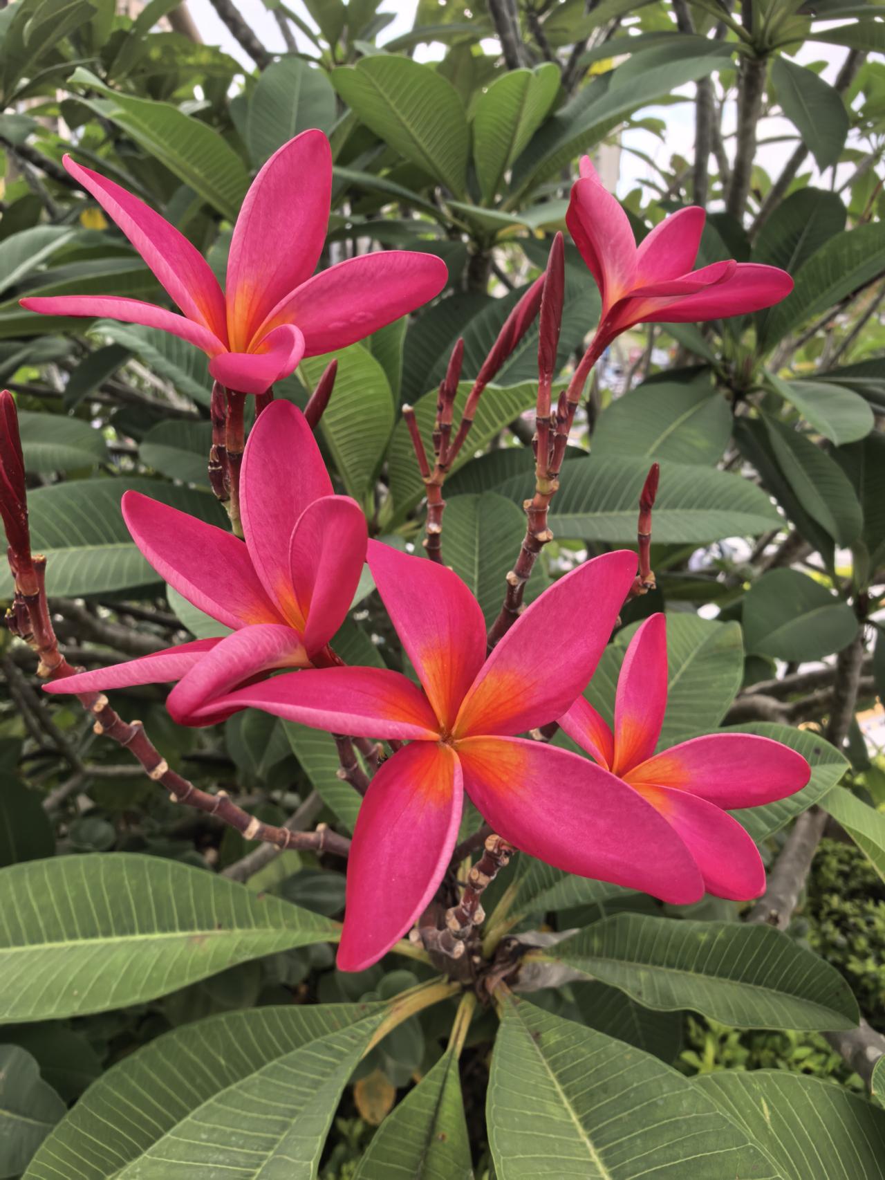 晒晒随手拍的花红鸡蛋花，深圳最喜热怕冷的植物。深圳虽然没有冬天，但在气温偏低的时