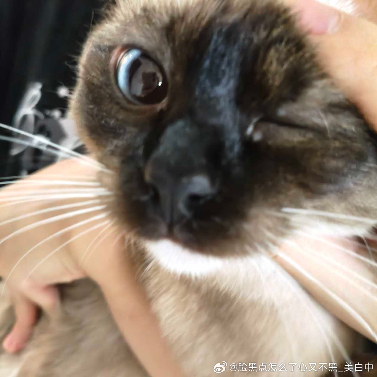 3982只黑脸卧槽黑脸怪来了 