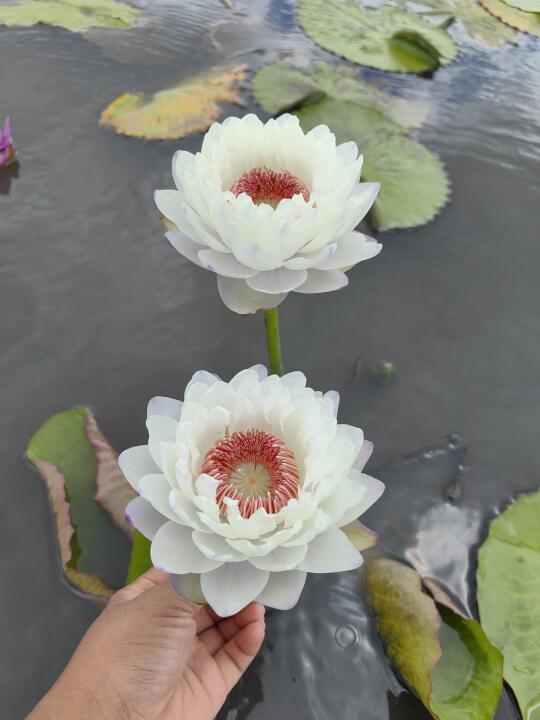 澳洲睡莲——龙鳞