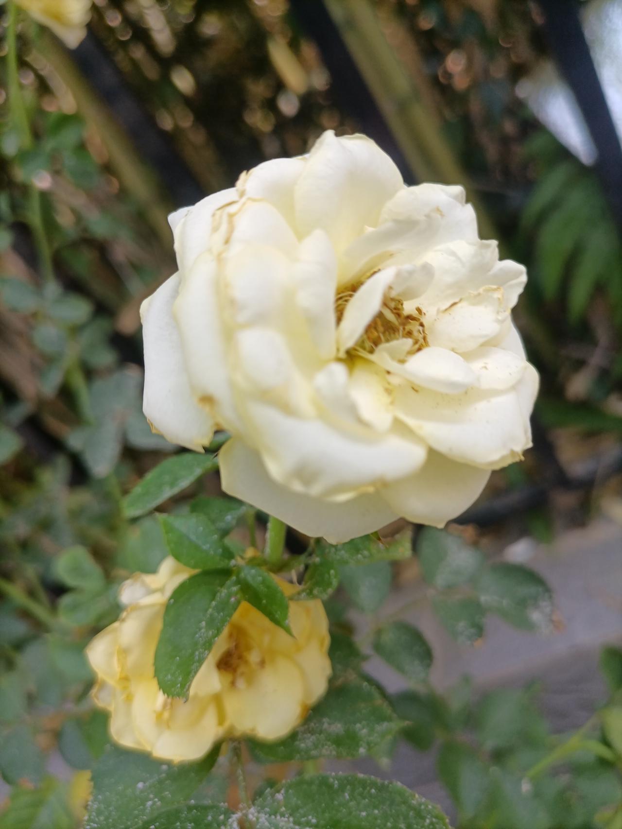 【夏之韵·夜雨声中的梦】夏日生活打卡季
热了很久很久，
昨晚至今天终于喜降大雨。