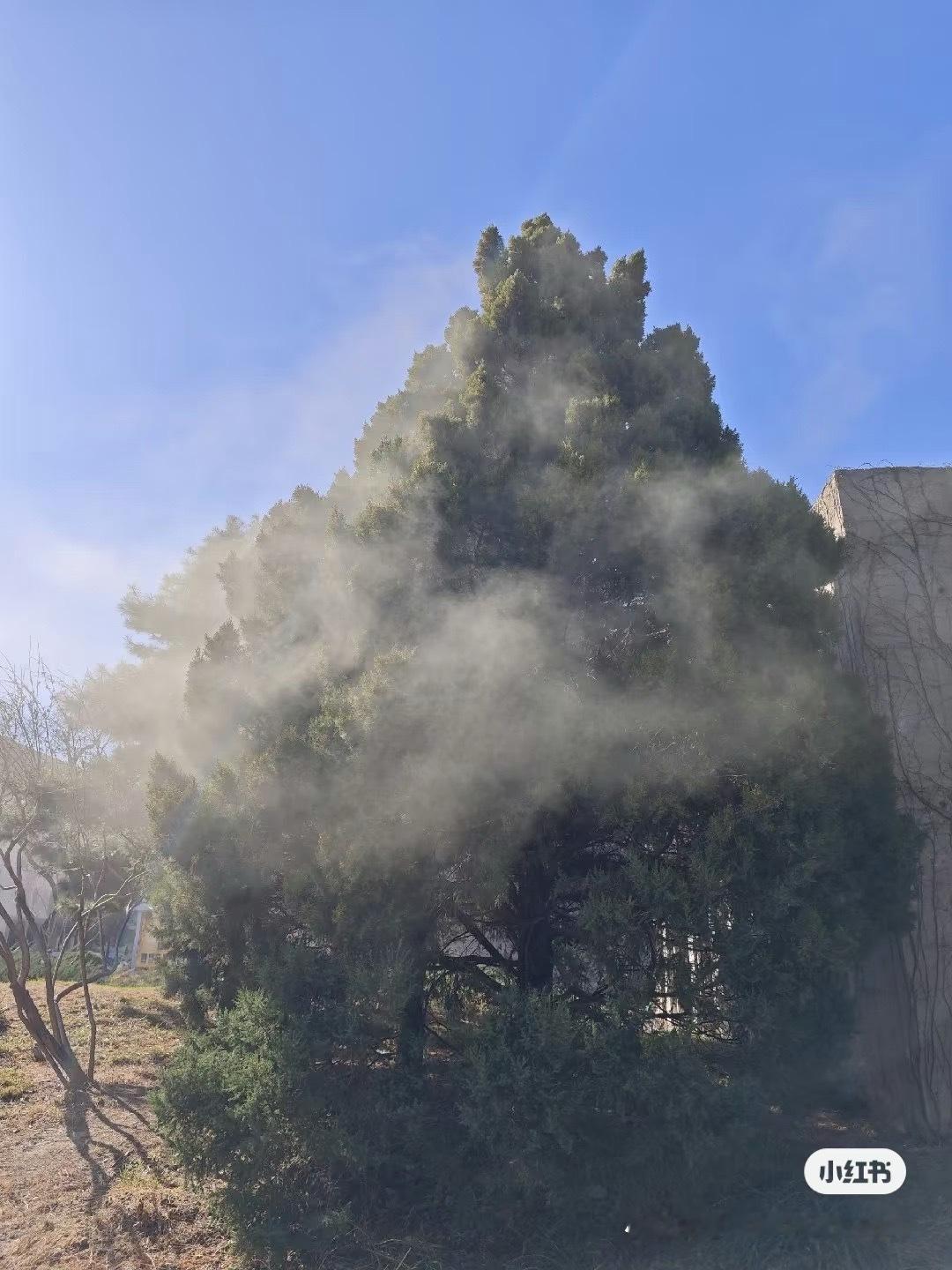 今天天气特别好，我就拿着电脑找了个户外咖啡厅办公结果万万没想到，花粉像沙尘暴一样