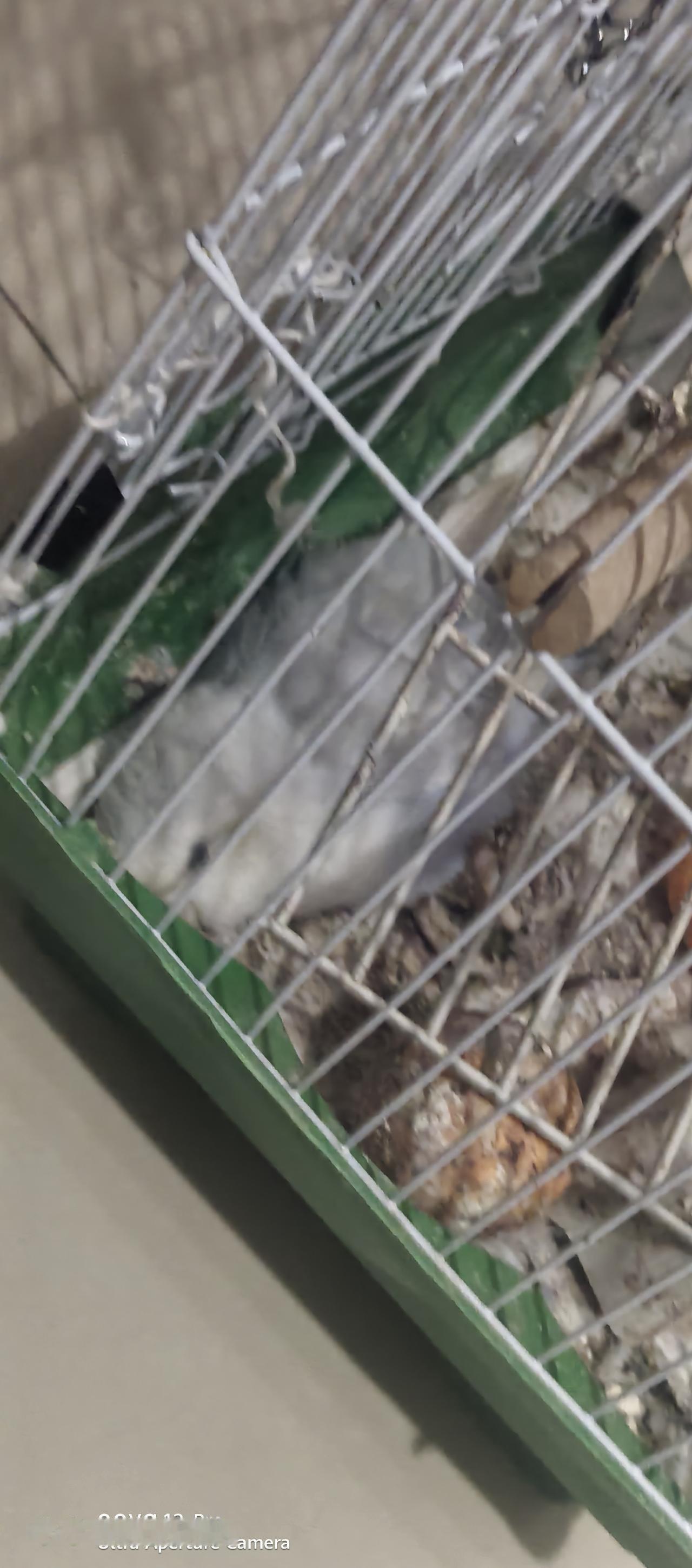 生命是脆弱的[祈祷][祈祷][祈祷]
家里的鹦鹉前天还活蹦乱跳，
昨天就突然死掉