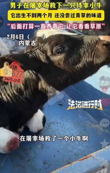 泪目！2月6日内蒙古，一男子去屠宰场买牛肉时，意外发现角落里有只小牛在不断颤抖，