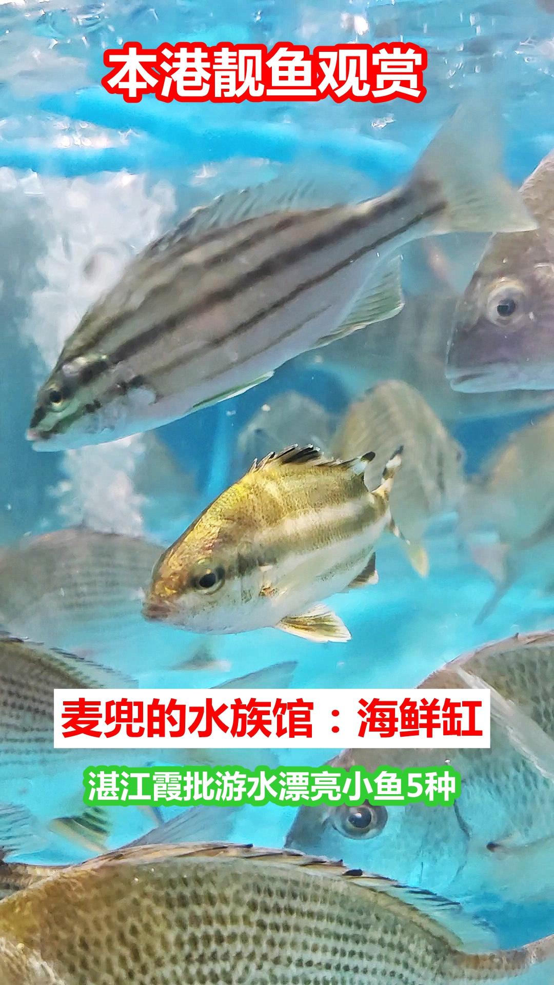 麦兜的水族馆：湛江本港靓鱼5种，你喜欢哪个？

01.麦兜的水族馆：海鲜缸，湛江