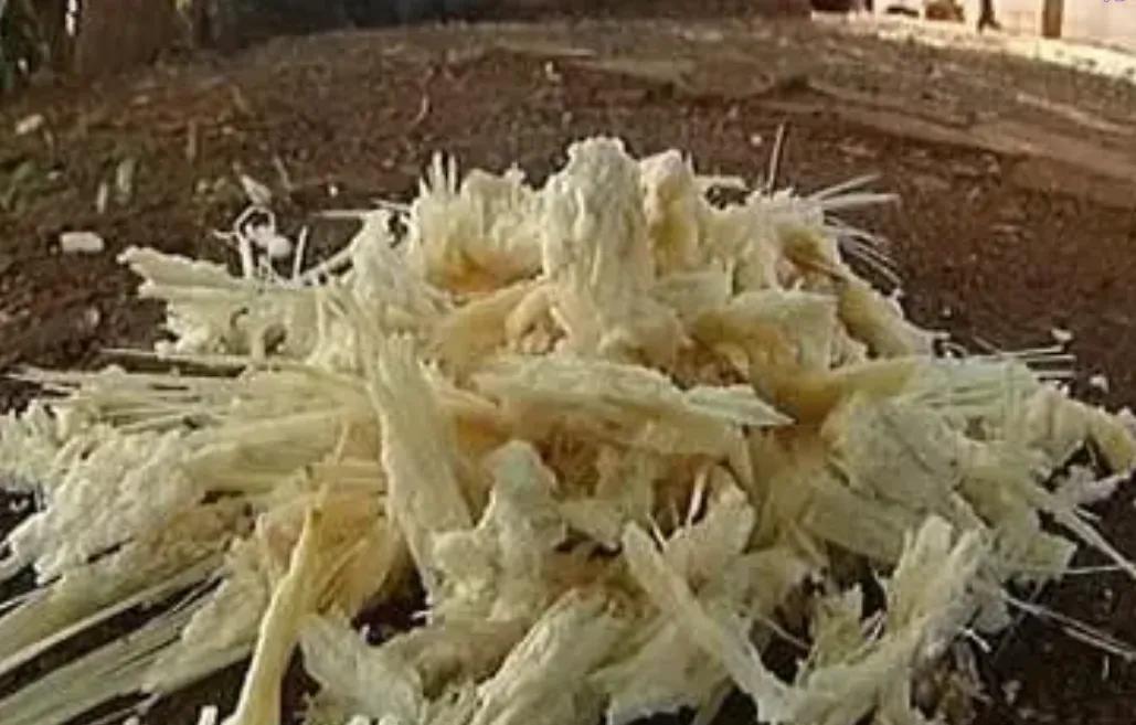 [月亮]印度每年榨糖剩下7500万吨甘蔗渣，堆在河边发臭，蚊虫漫天飞，可是这堆烂