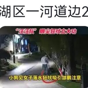 深夜惊魂！外卖小哥遛狗意外救下落水者，狗狗立大功暖哭全网
 
浙江深夜的街头，万