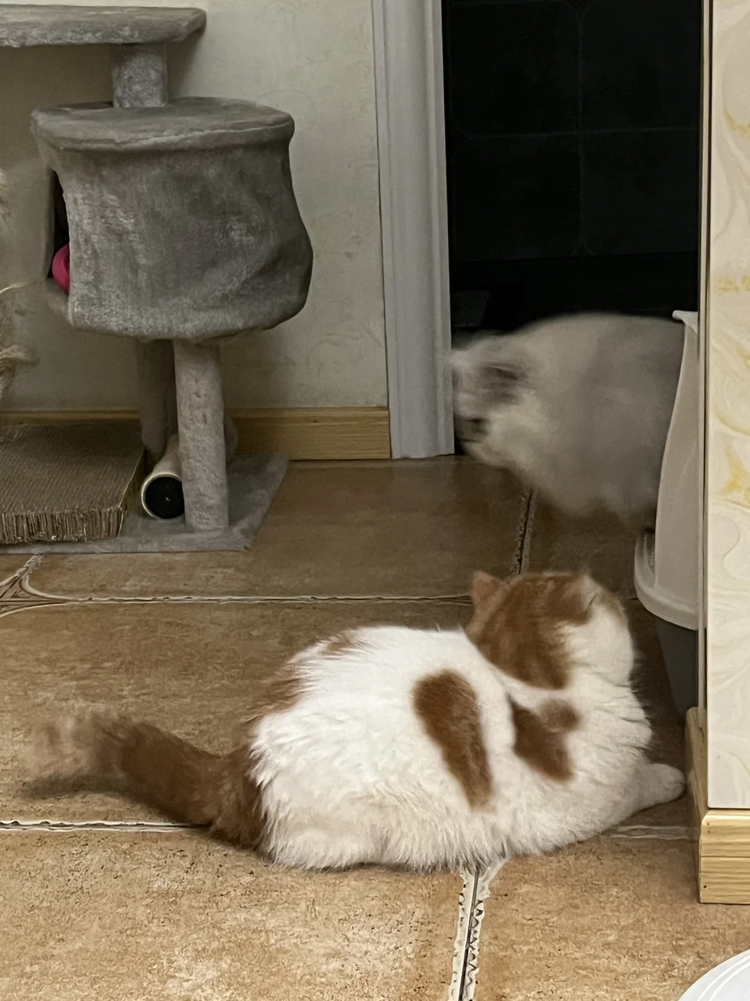 毫无猫品😡又偷窥偷窥偷窥偷袭偷袭偷袭