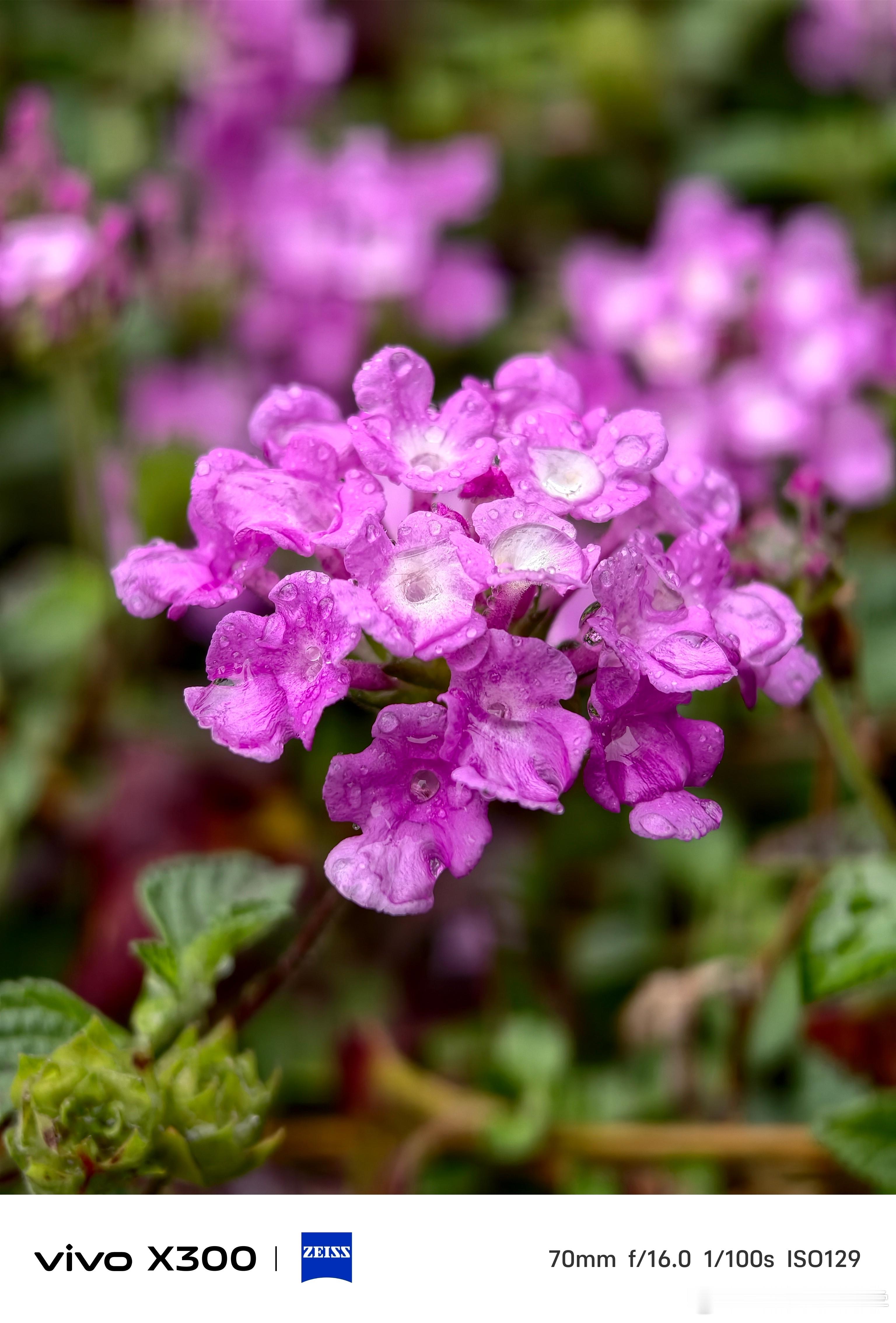 vivo X300长焦微距拍雨天也不错啊