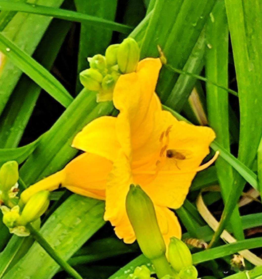 黄色特别招虫，核心就三点：昆虫眼“天生爱黄”、黄色=食物/嫩叶、黄色最亮最显眼。