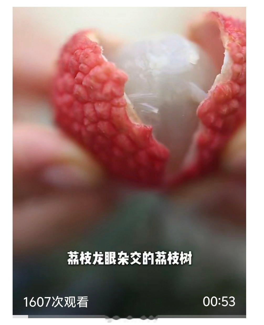【荔枝和龙眼有宝宝了】近日，广州。全球首棵以荔枝为母本、龙眼为父本跨属杂交成功的