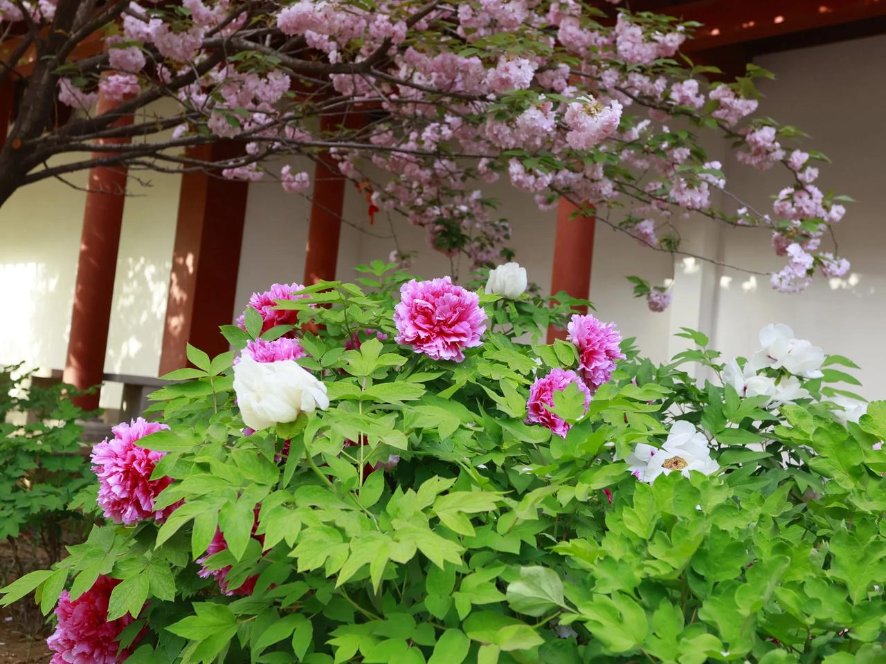 春日繁花似锦，美不胜收！