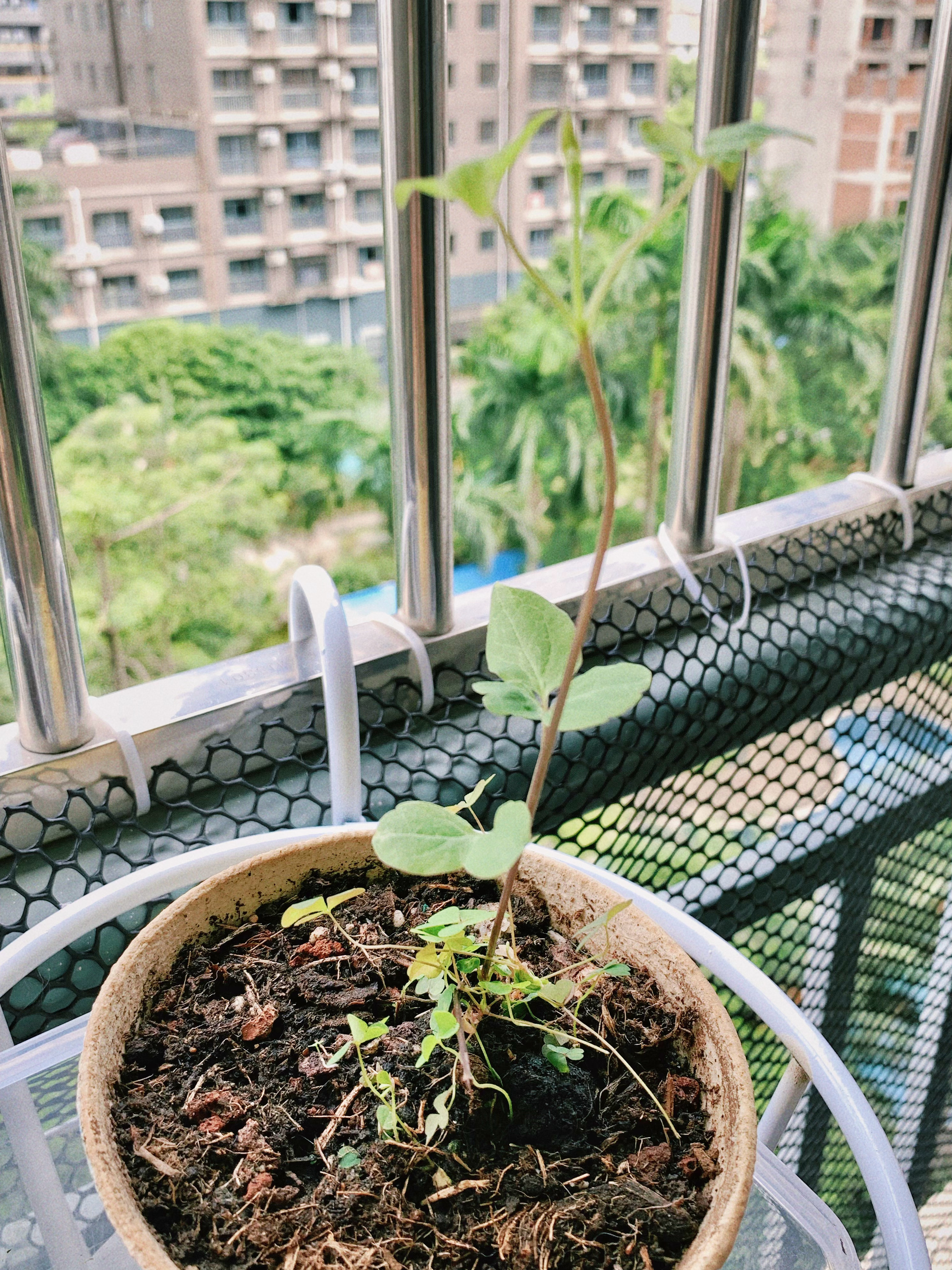 我的乌托邦 希望你能快高长大 