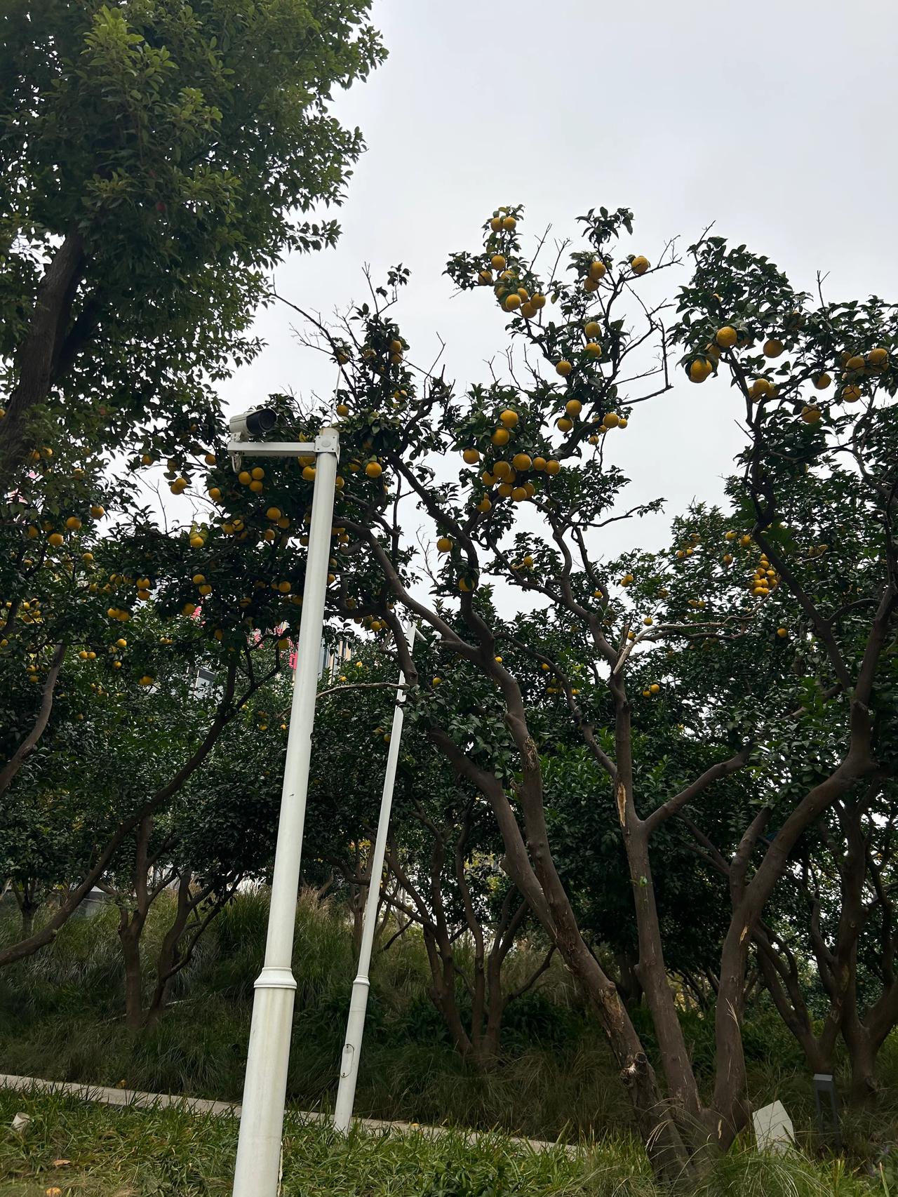周末起个早出门运动，看到橘子熟了。#晨练路上随手拍#