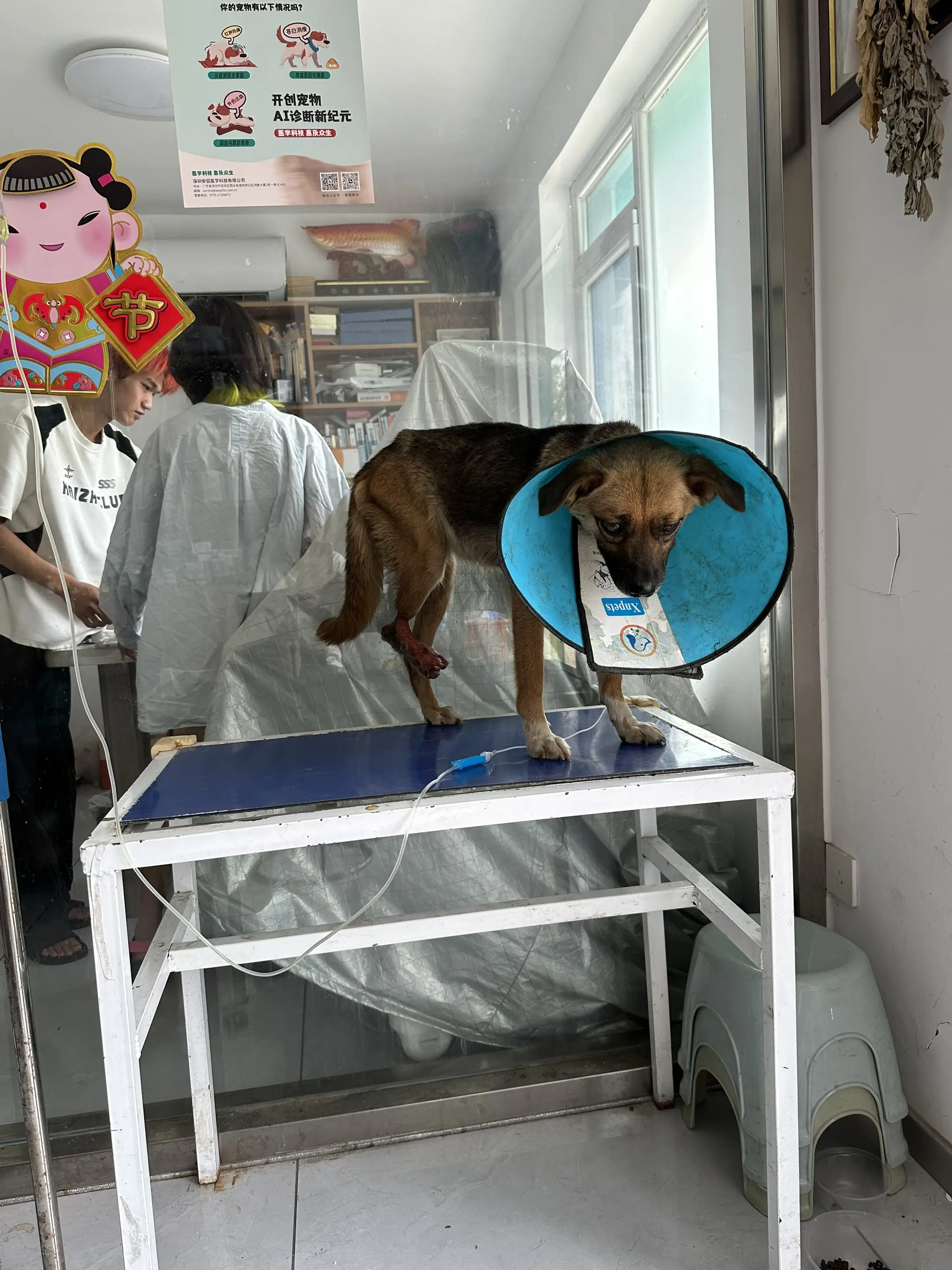 这只狗狗特别的乖，他应该知道我们是在救它