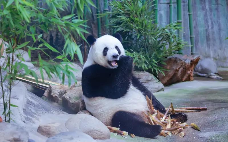 看到“家中有爱幸福满，生活无忧笑语甜”这对联，我觉得横批可以是“福满人间”。这上