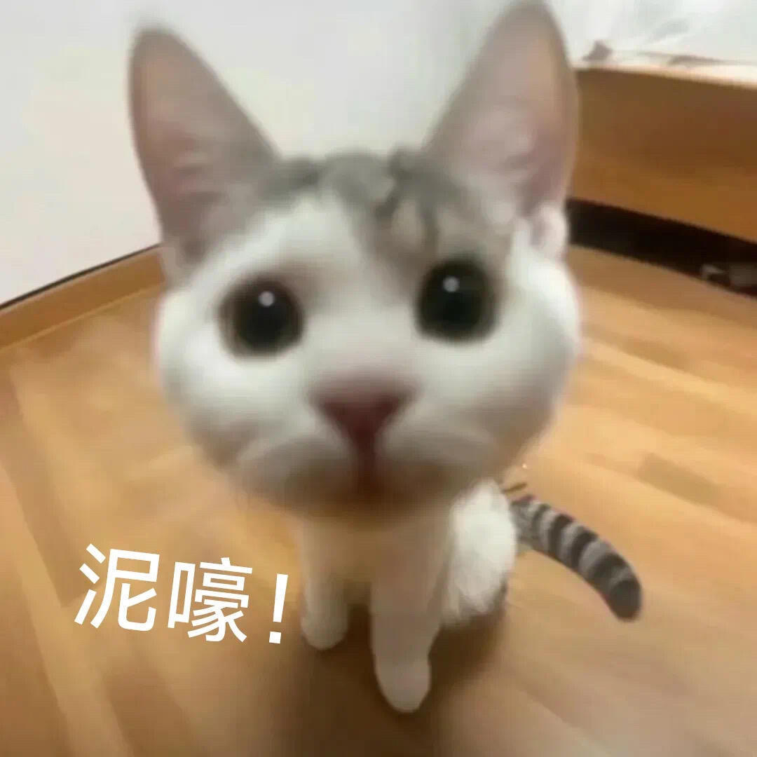 流浪猫的花语：手慢无 🈚猫界已经传开人类偷孩子了 ​​​