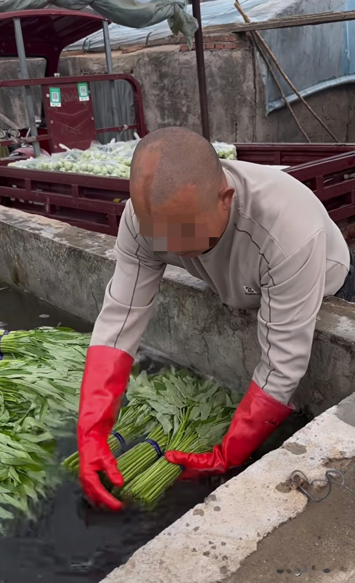 这哥们儿为什么带手套，空心菜为什么要泡水，这水是什么神水，这泡水的菜去哪里了，给