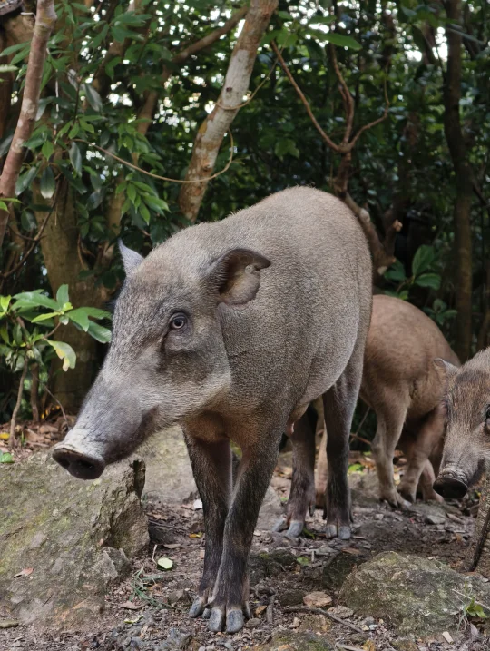 第一次在梧桐山偶遇二师兄🐗