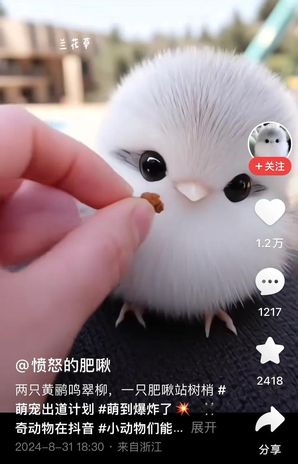 这是什么鸟？从来没有见过。好想去摸摸它，或者说，更想拥有它，它太可爱了！