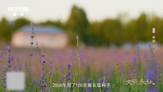 上过太空的薰衣草在新疆盛开有一种浪漫叫太空蓝薰衣草 遨游过太空的薰衣草种子，在新