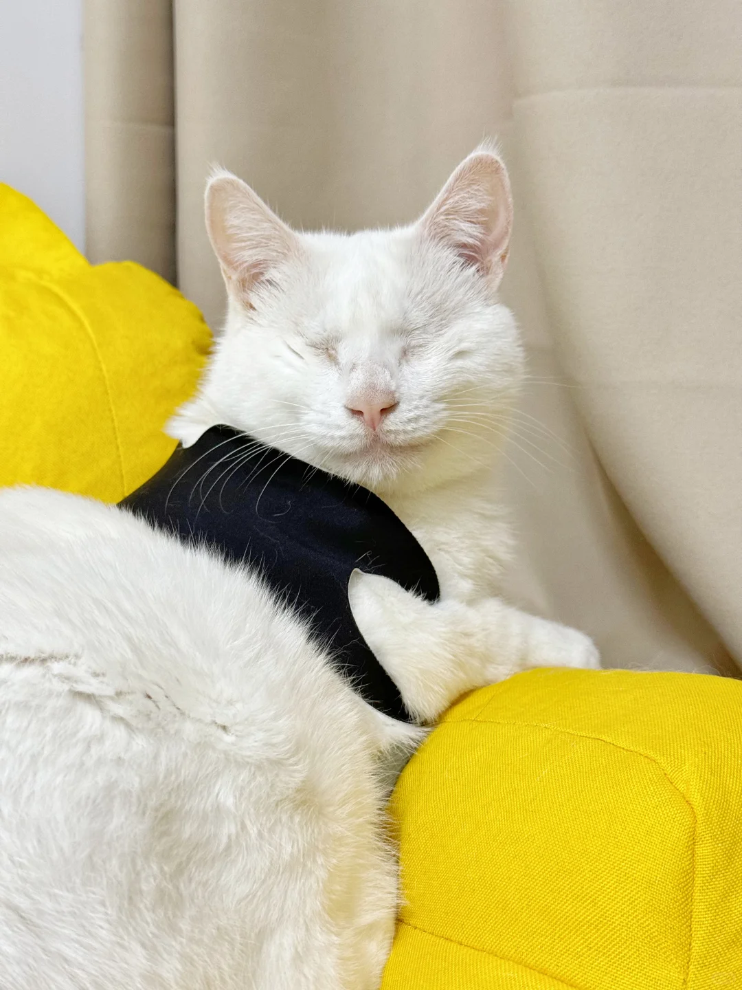 淘到一件超好穿的猫猫上衣