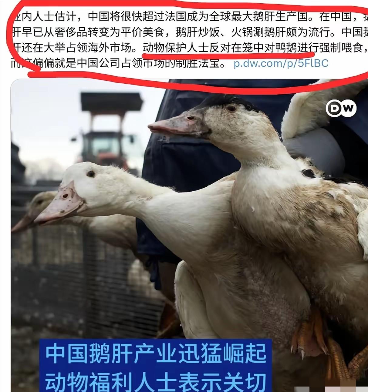 当中国鹅肝产量悄然跃居全球第一时，欧洲那些常年沉默的动物保护组织，突然集体苏醒了