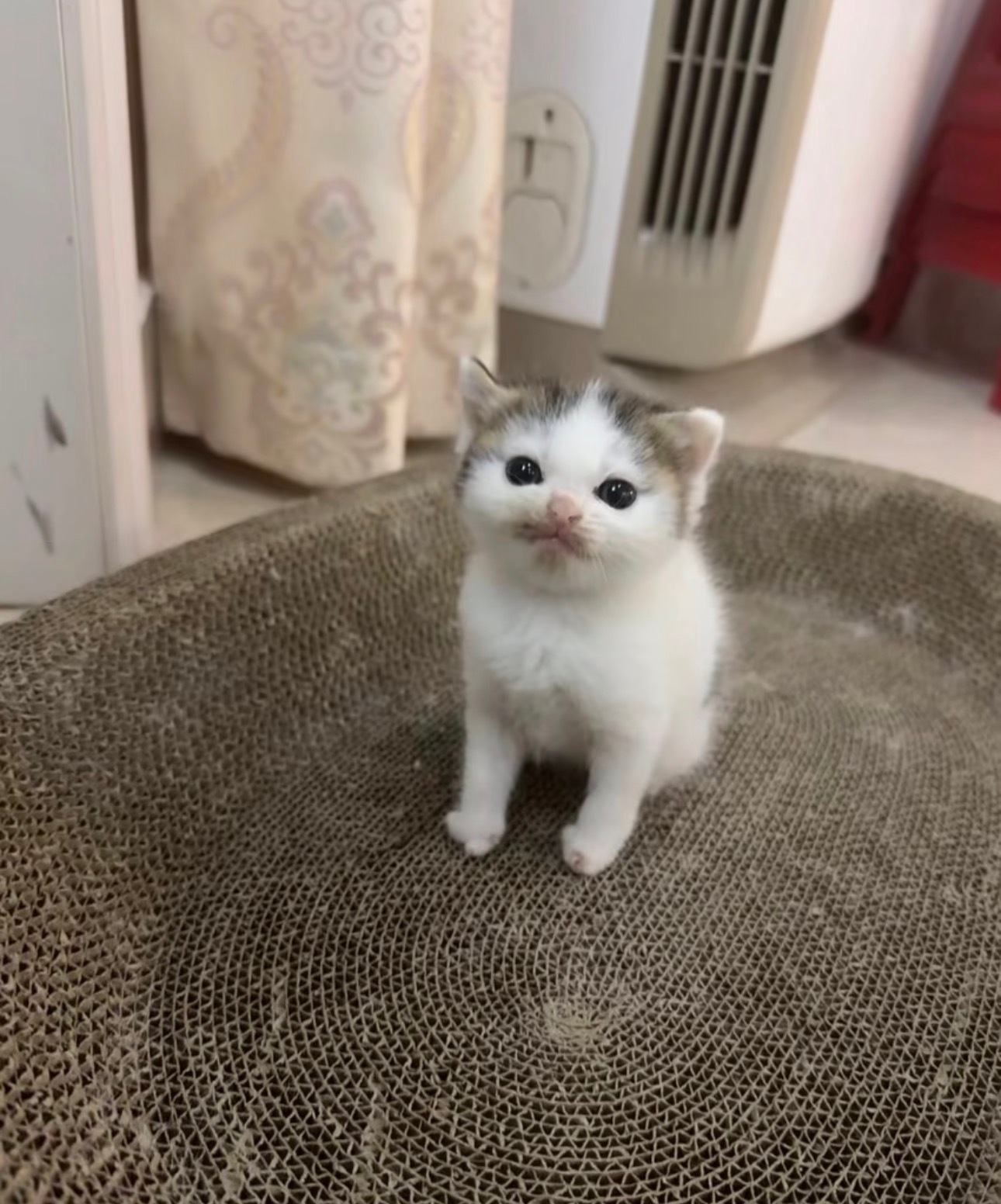 小光光 