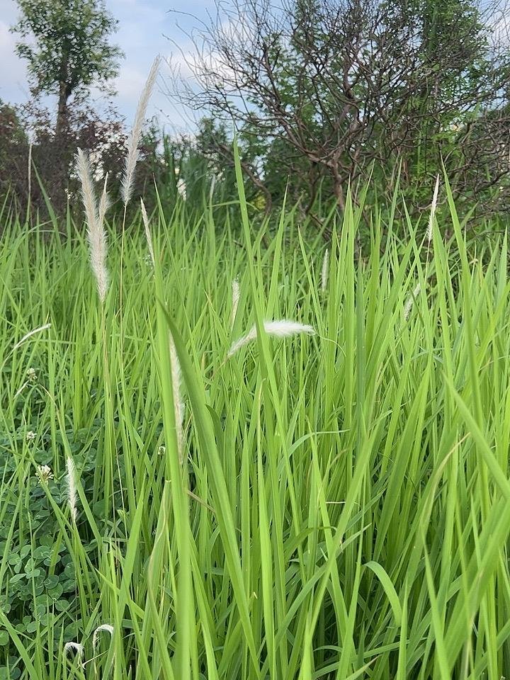 绿意盎然的田野，微风拂过，草叶轻轻摇曳。