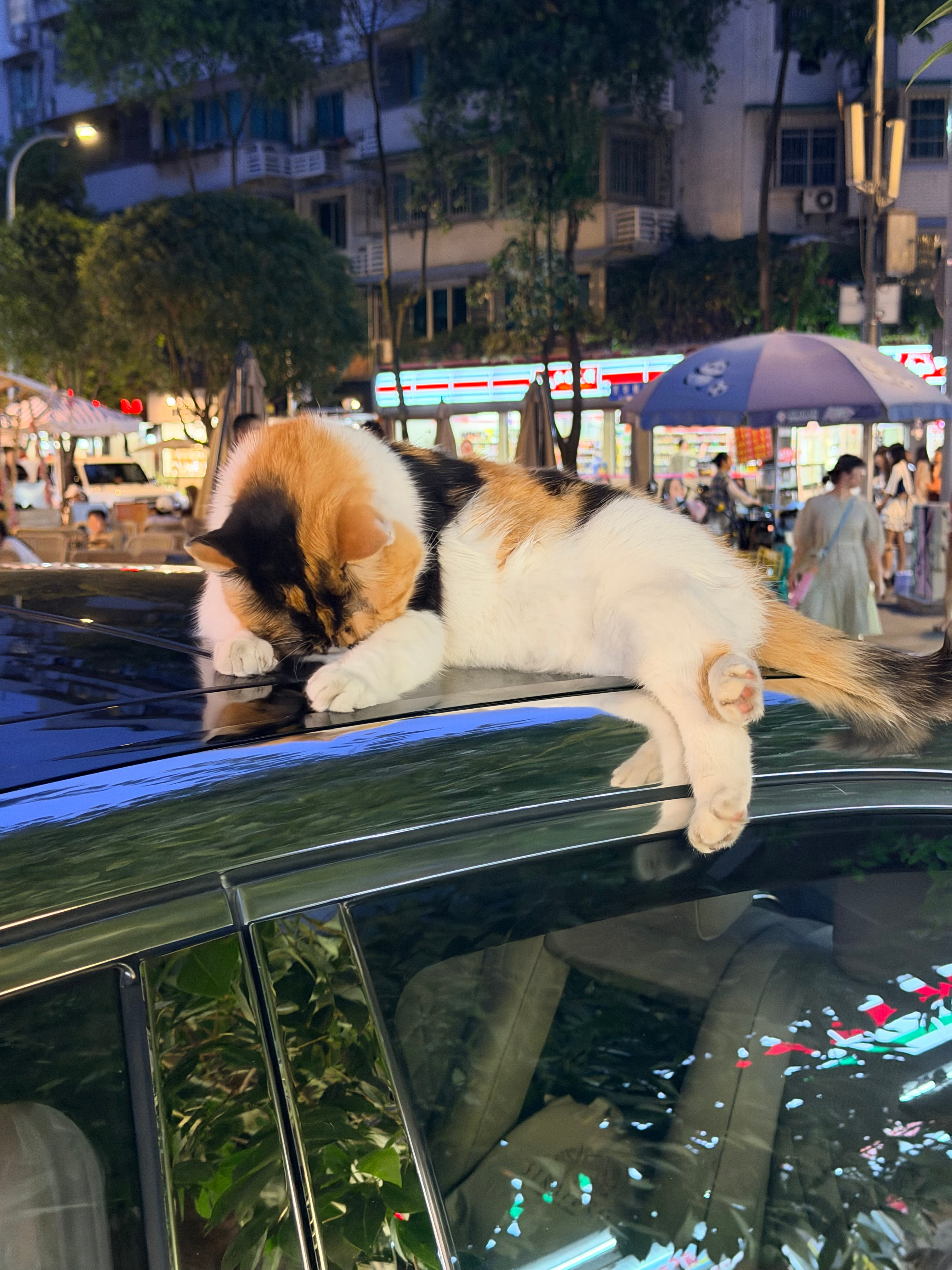 今天就是狂摸了猫猫狗狗的一天