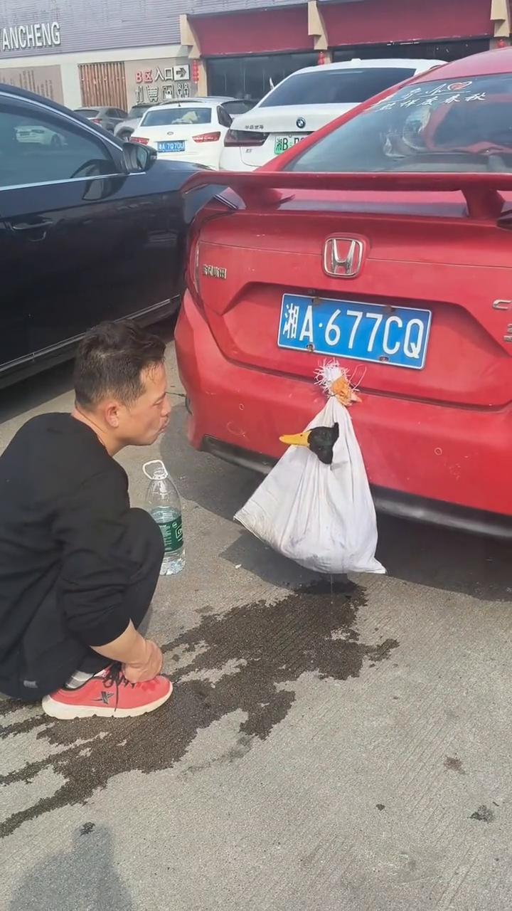 鸭子鸭子的幸福生活虽然不是一个妈生的，但是是一个妈养的。