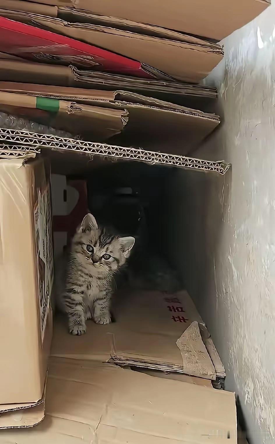 一处堆放纸壳的地方，来了一只巴掌大的小流浪猫。初见时它十分戒备，弓背炸毛，对着人