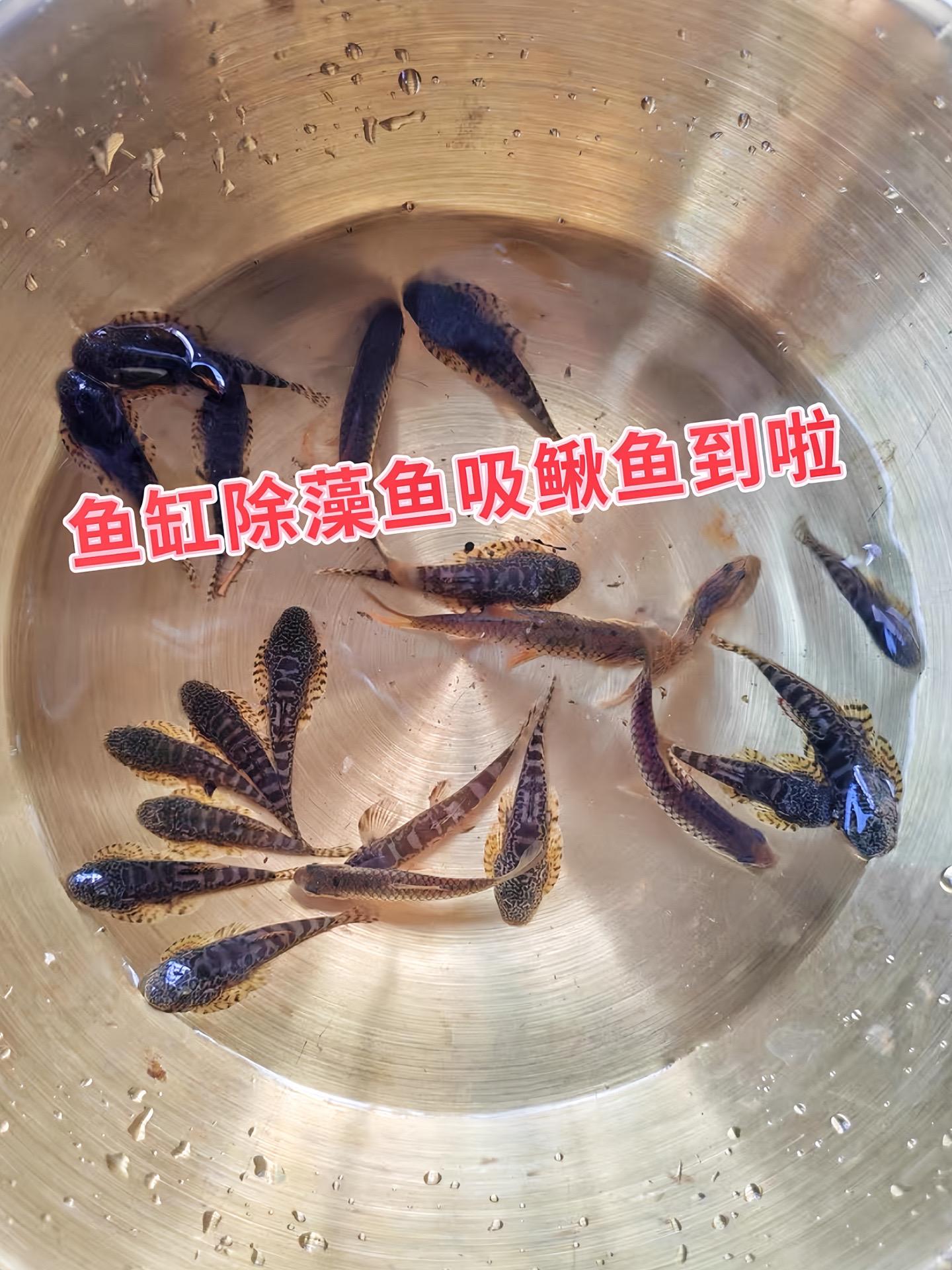 麦氏吸鳅鱼具有以下好处：  生态环境方面  • 维持生态平衡：作为底栖...