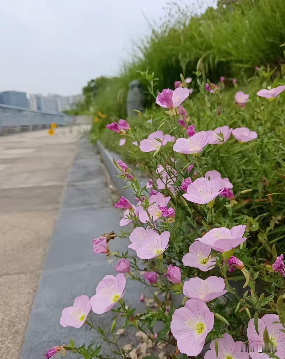 老来独处别慌张，记住这三件事，晚年生活更舒心
独居老人别总想着省钱！70岁的王阿