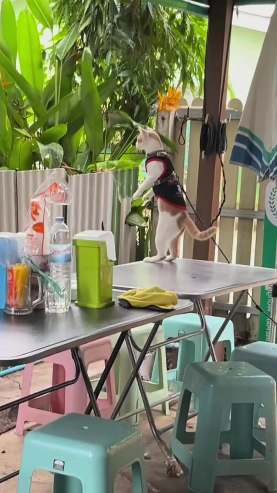 🐱：这八卦越八越上头
