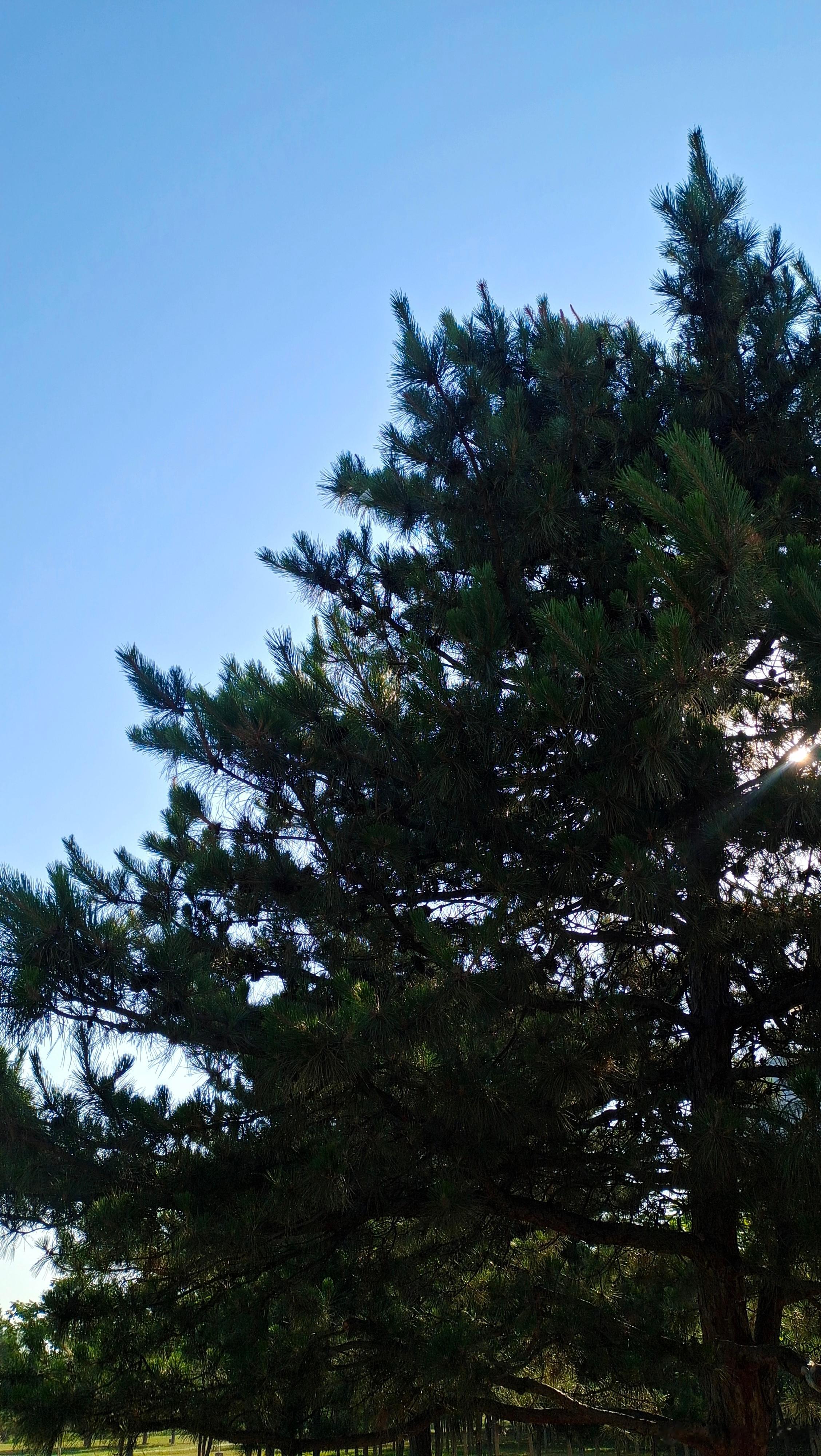 早ﾉ☀先是羽毛球挂树上，然后用飞盘打，然后飞盘挂树上，然后打飞盘，飞盘下来再去打